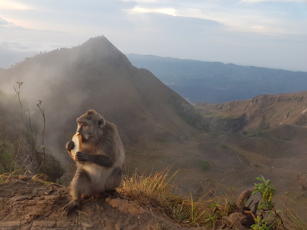 Makaki na śniadaniu na wulkanie Batur.