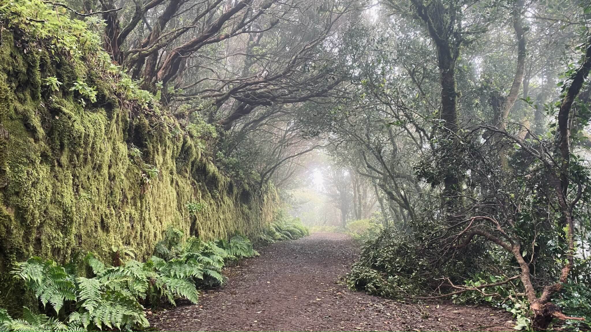 Łatwy szlak Sendero de los Sentidos w górach Anaga na Teneryfie, wśród mgły i lasu laurowego
