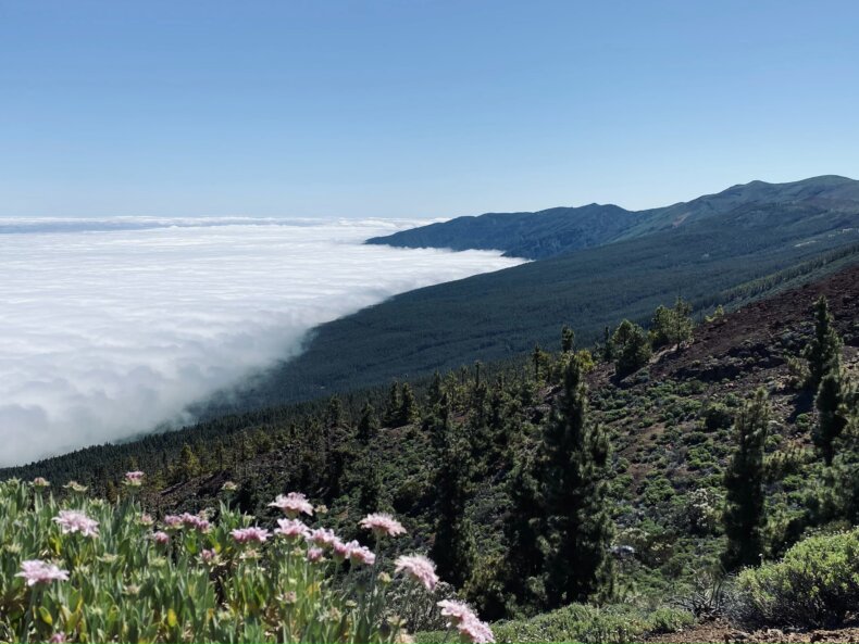 Łatwy szlak w Parku Narodowym Teide z widokiem na morze chmur o świcie